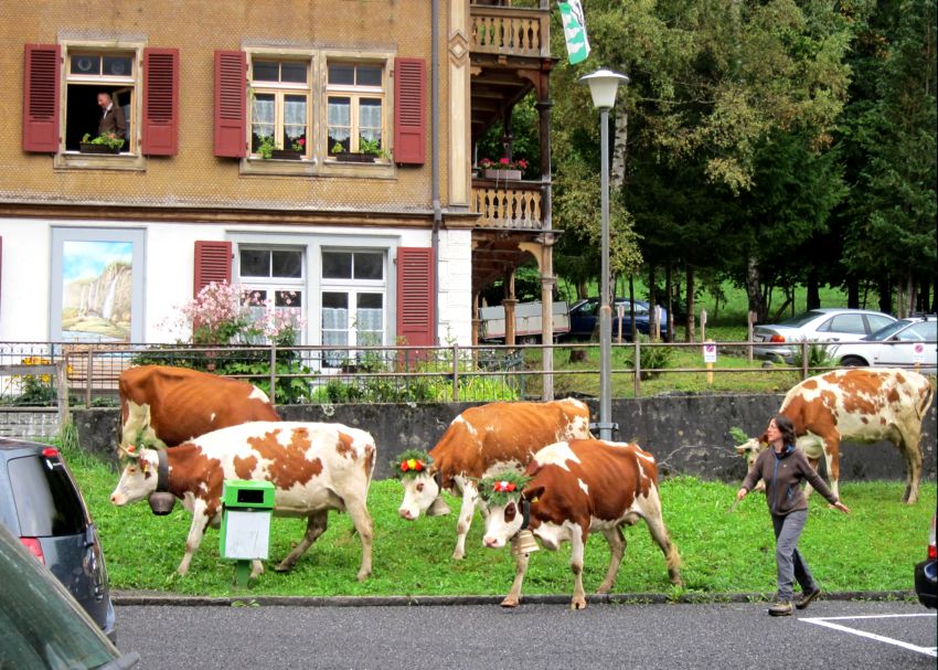 Перегон коров с летних пазбищ на зимние. Швейцария. (Фото Лимарева В.Н.)